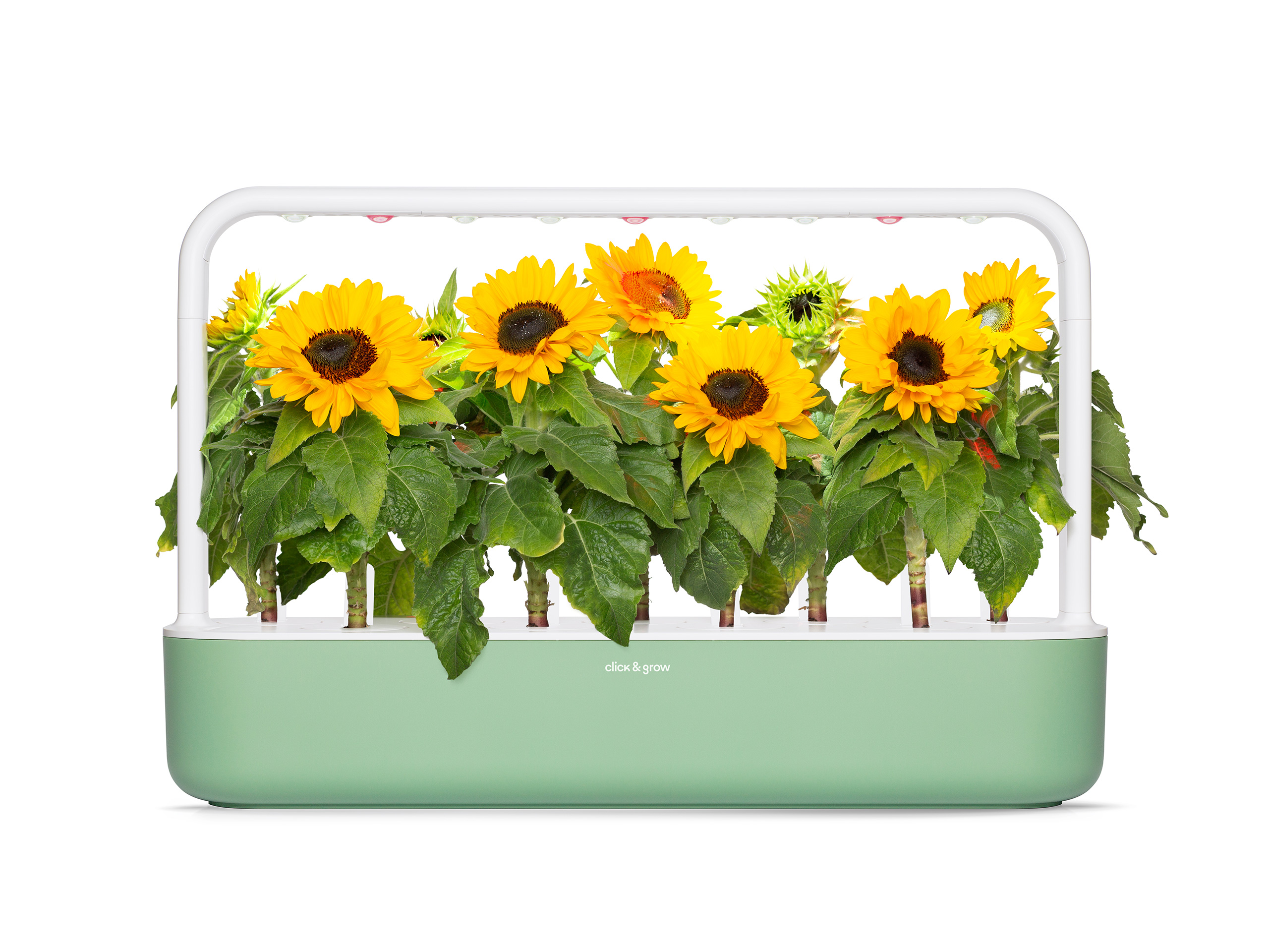 Sunflower SG9 Sage 2560x1920.jpg