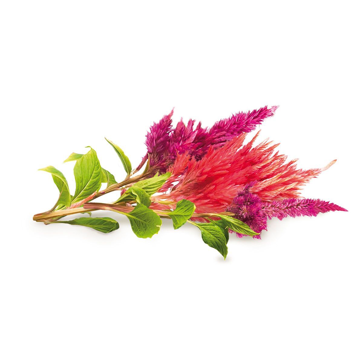 Cockscomb_plant_1200x1200_preview.jpg