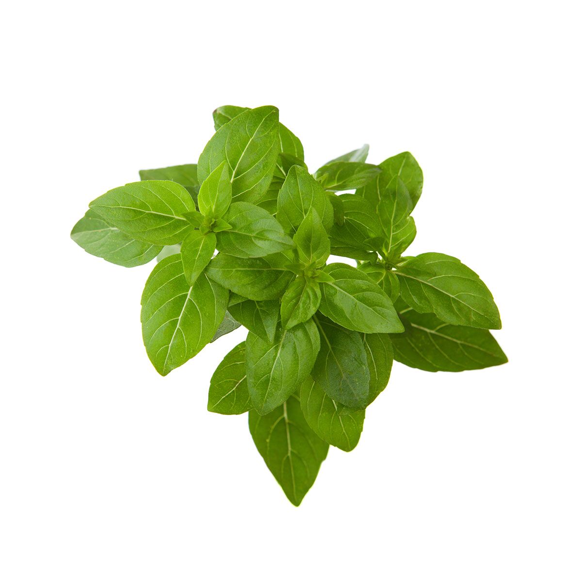 Dwarf Basil Click Grow Help Desk