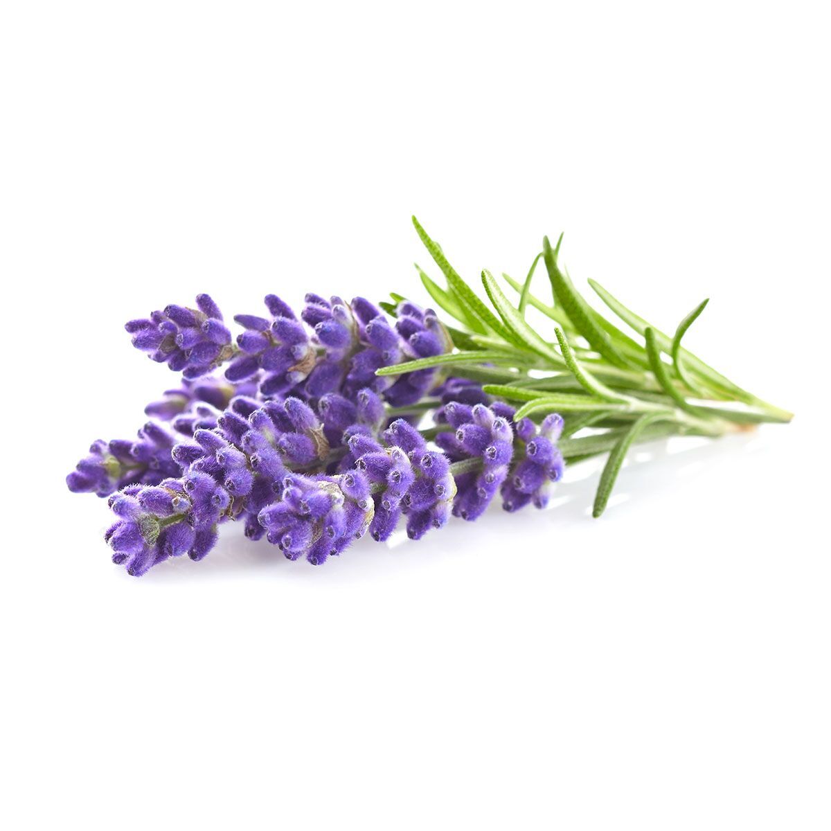 Lavender_plant_1200x1200_preview.jpg