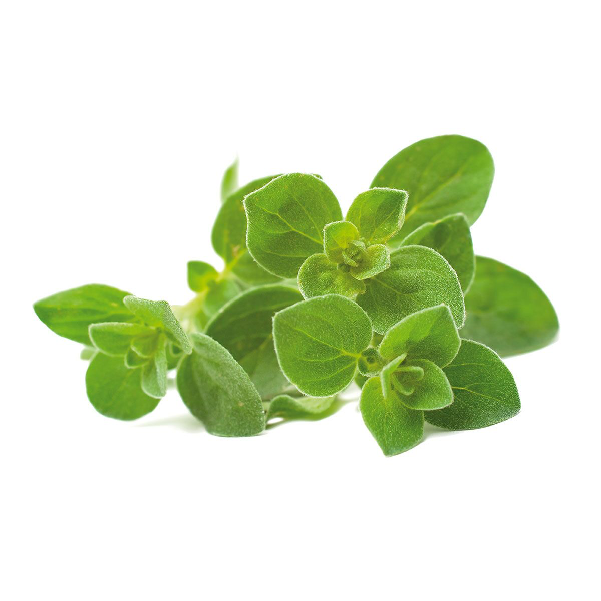 oregano png