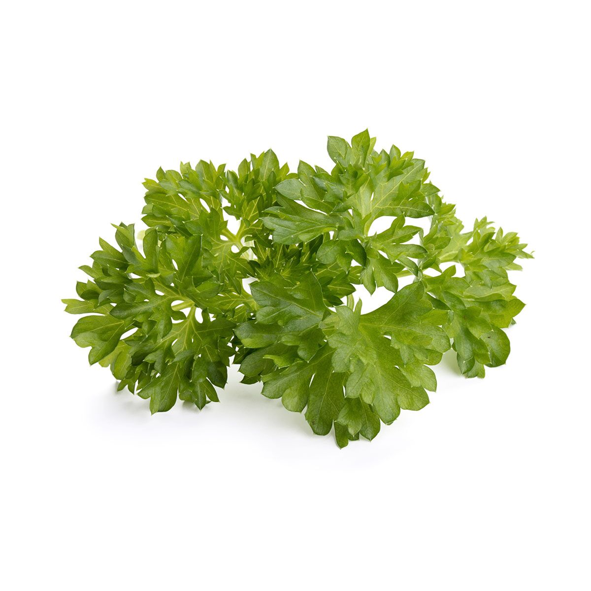 Parsley_plant_1200x1200_preview.jpg
