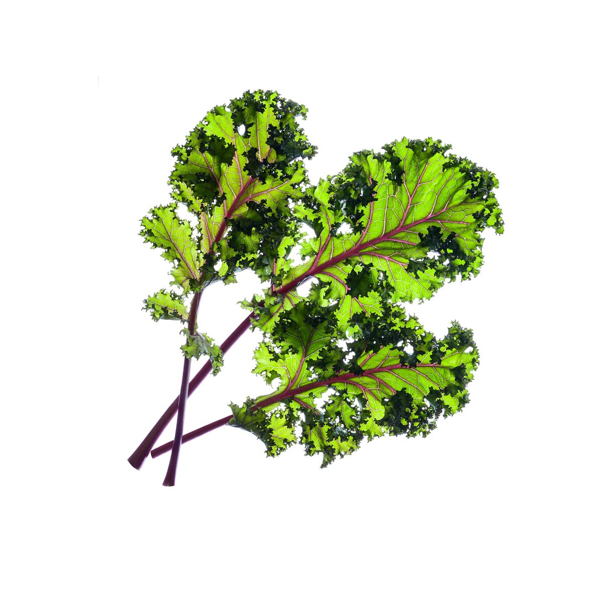 Red_Kale_plant_1200x1200_preview.jpg