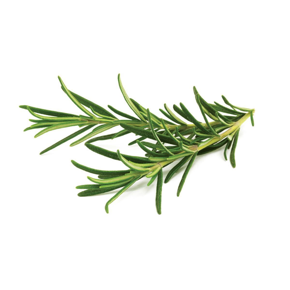 rosemary-1200x1200_preview.jpg