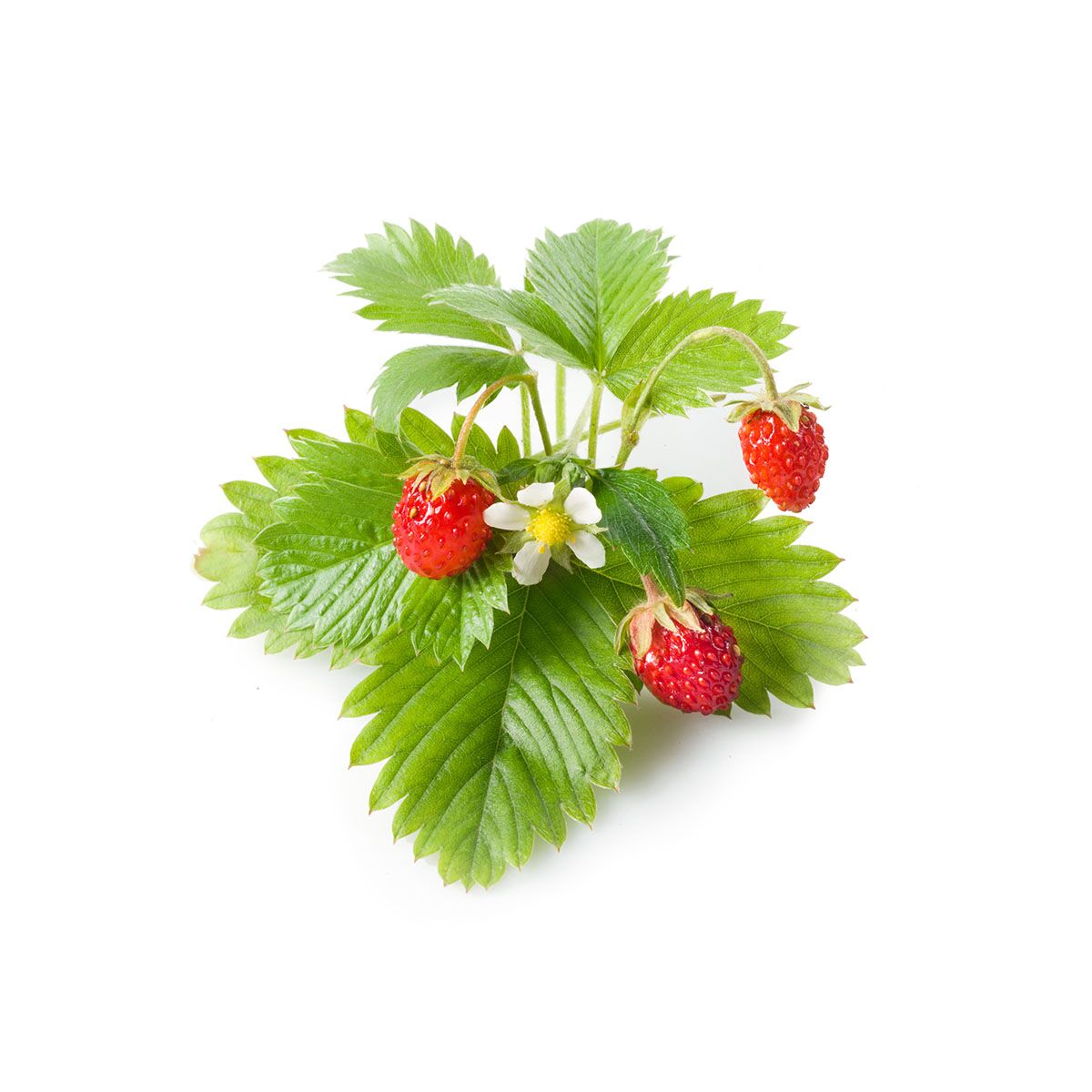 Wild Strawberry Click Grow Help Desk