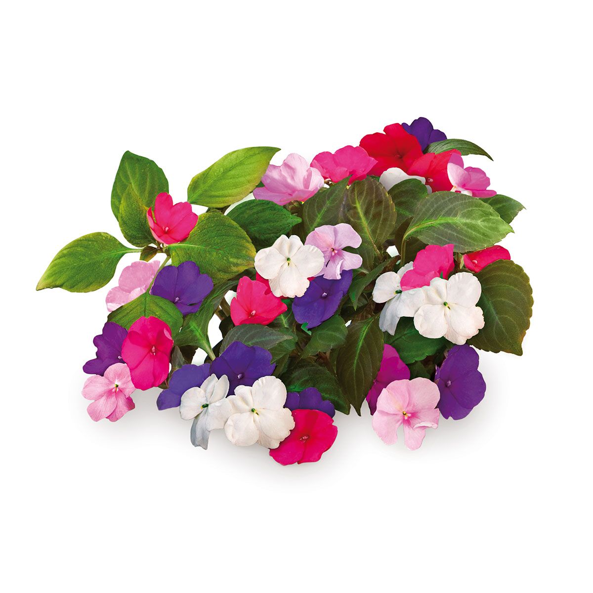 Busy_Lizzie_plant_1200x1200_preview.jpg