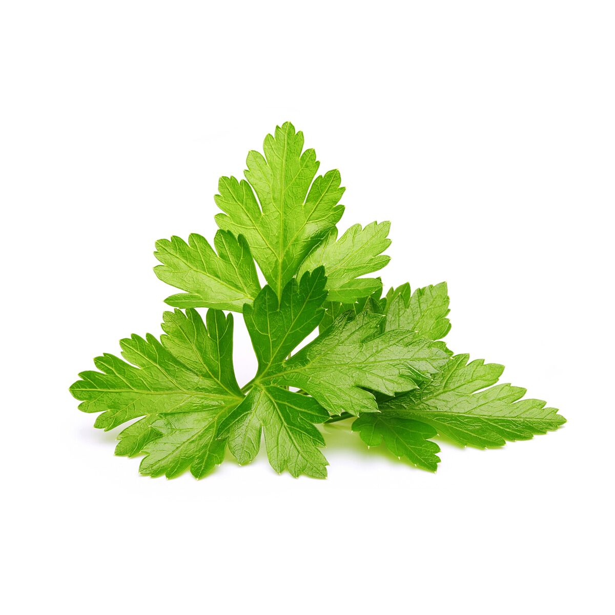 Cilantro_Coriander_1200x1200_preview.jpg