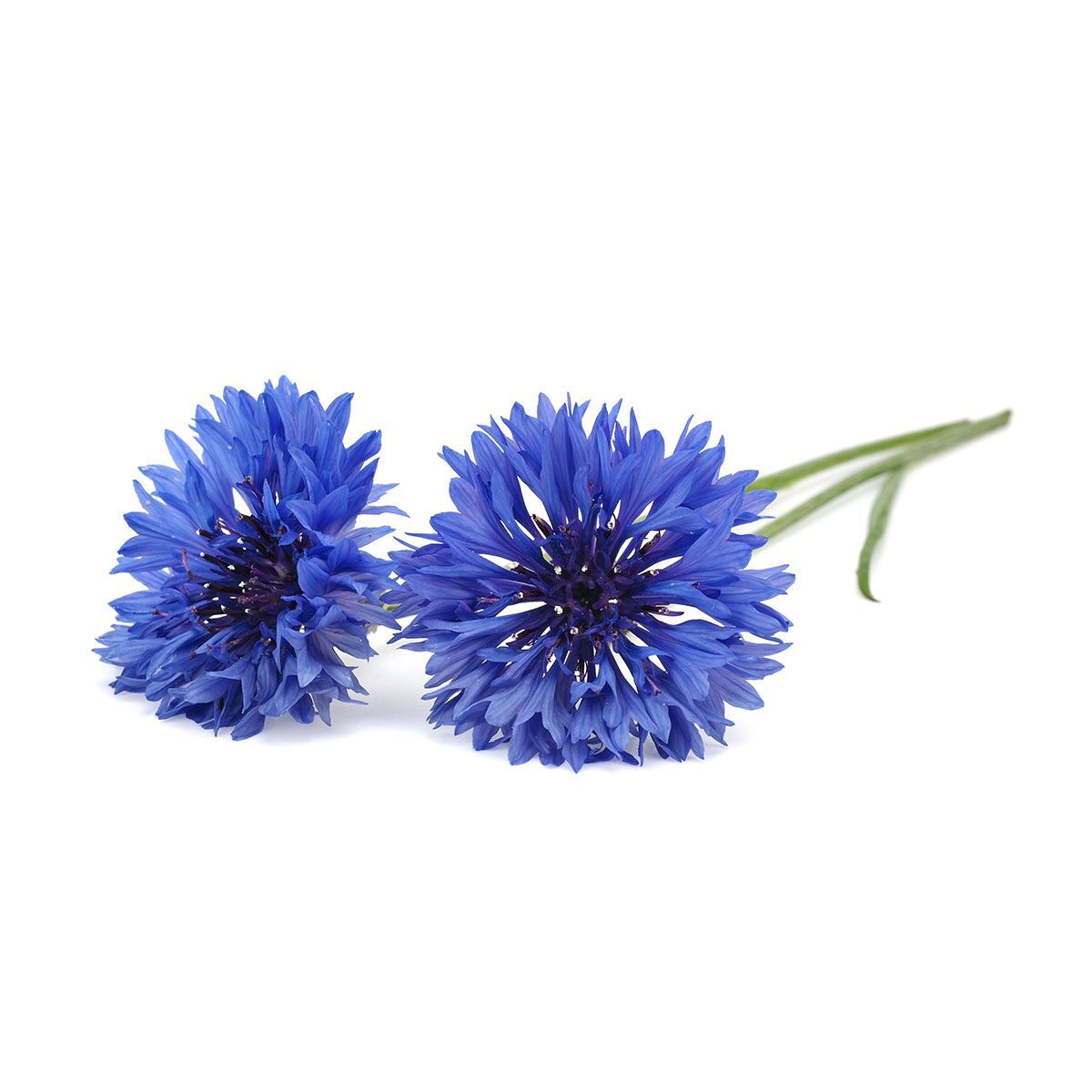 Cornflower_plant_1200x1200_preview.jpg