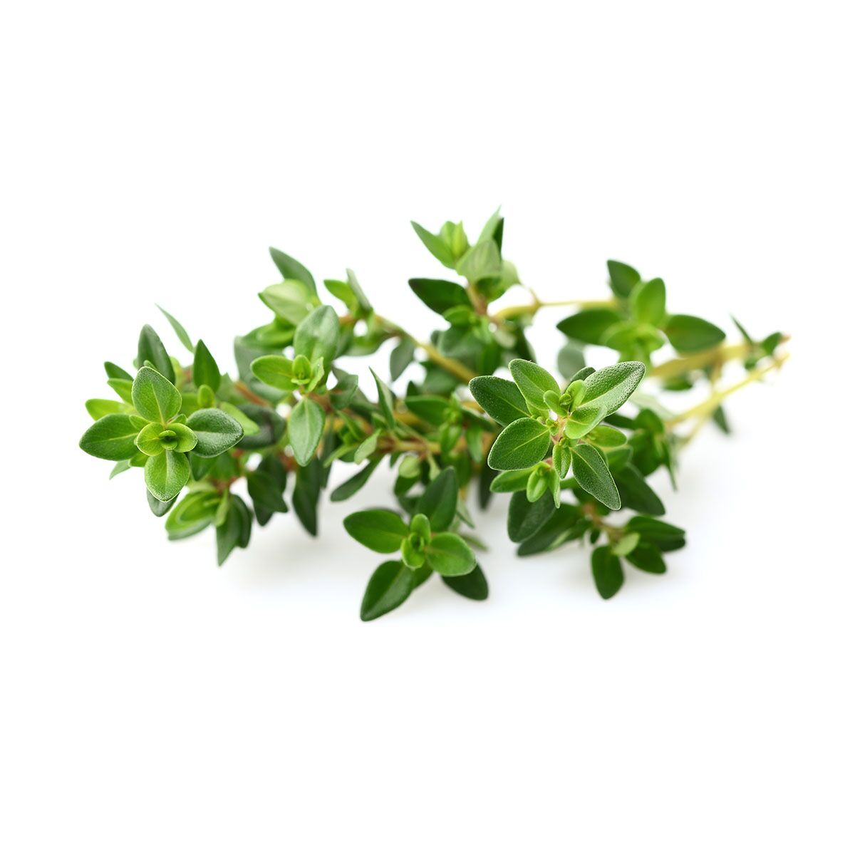 Thyme_plant_1200x1200_preview.jpg