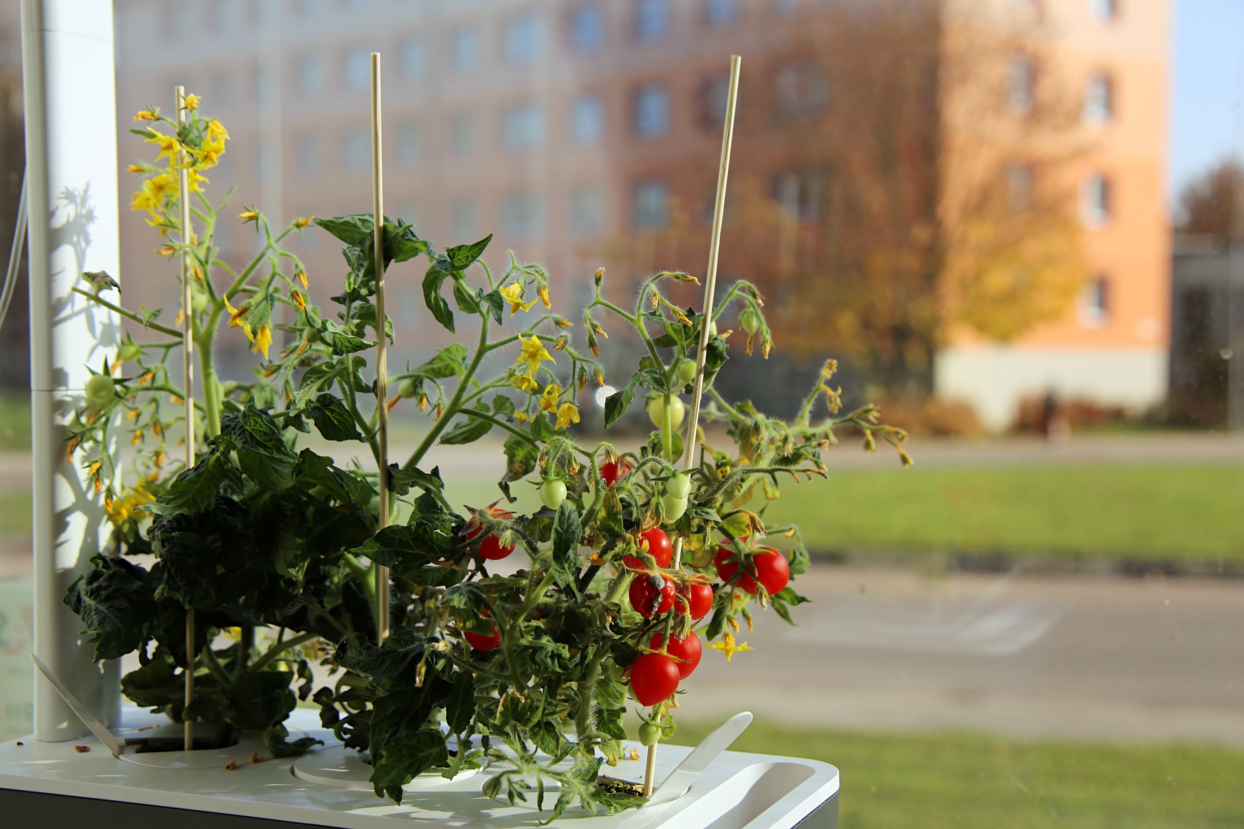 How to stake your plants Click Grow Help Desk